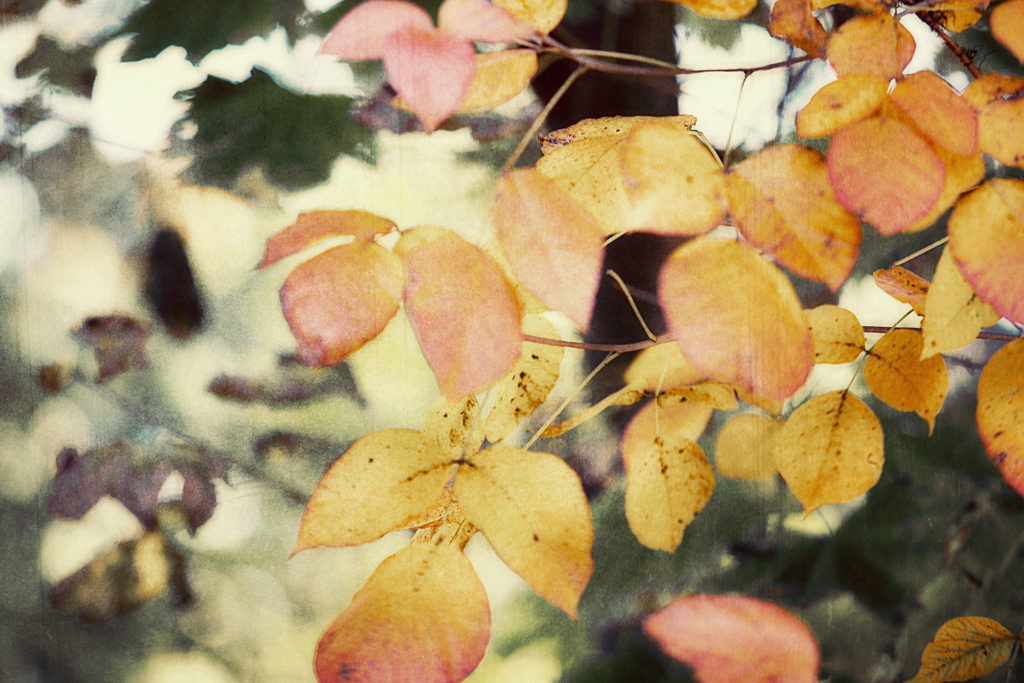 Art Photography by Stacey Natal