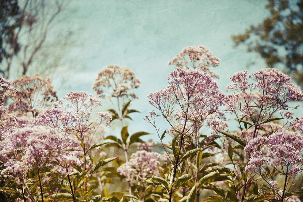 Art Photography by Stacey Natal