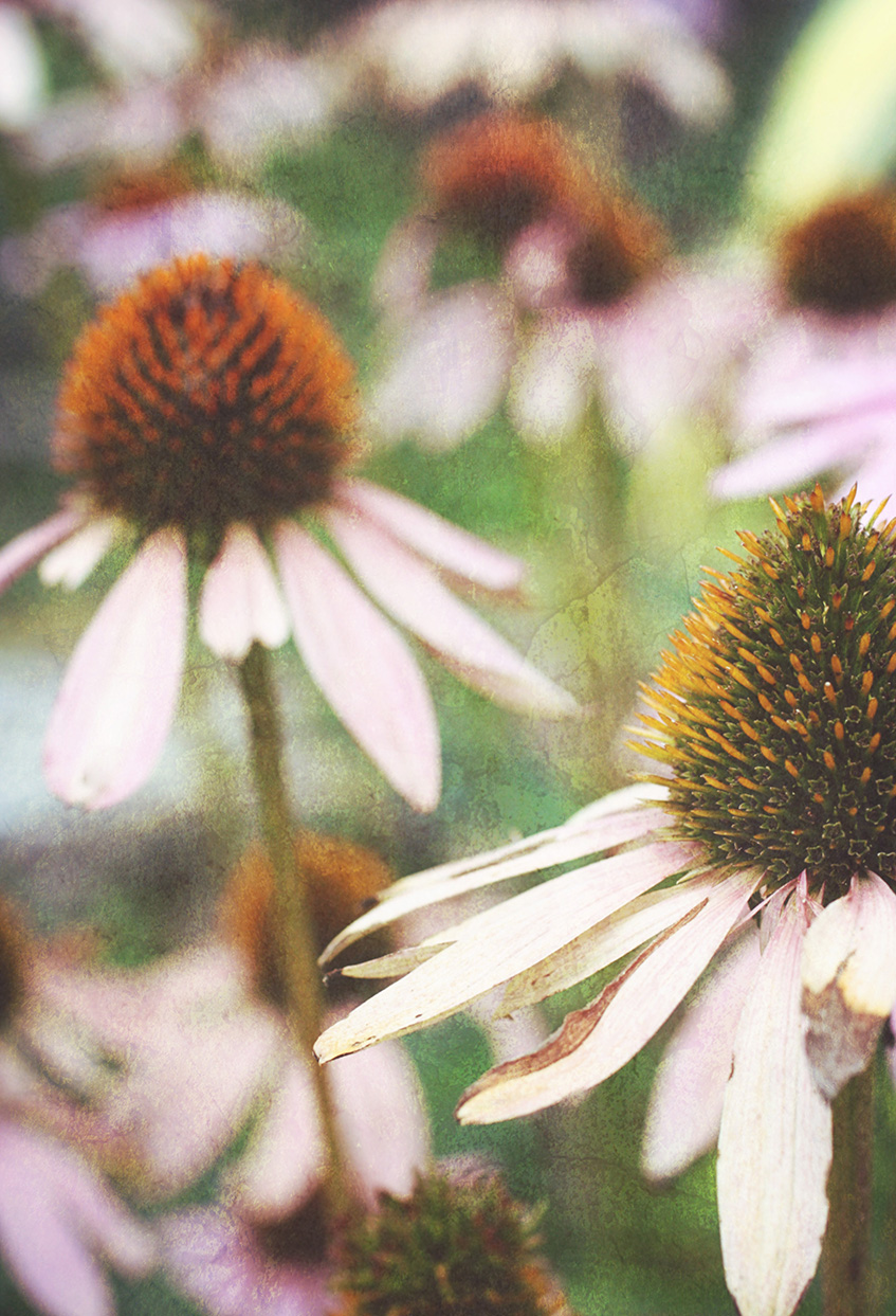 Art Photography by Stacey Natal