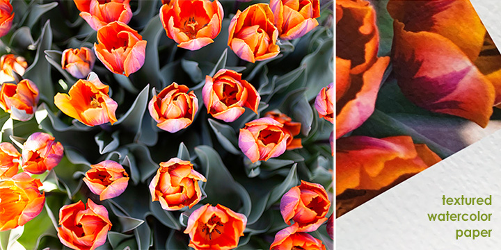 tulips prints