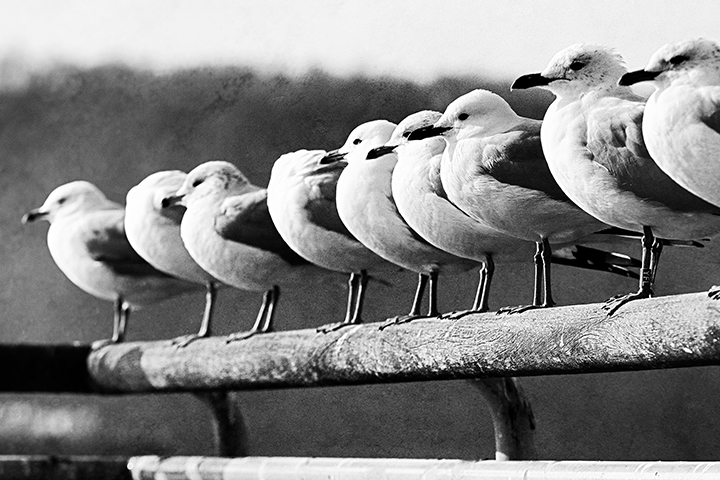 birds on yonkers riverfront