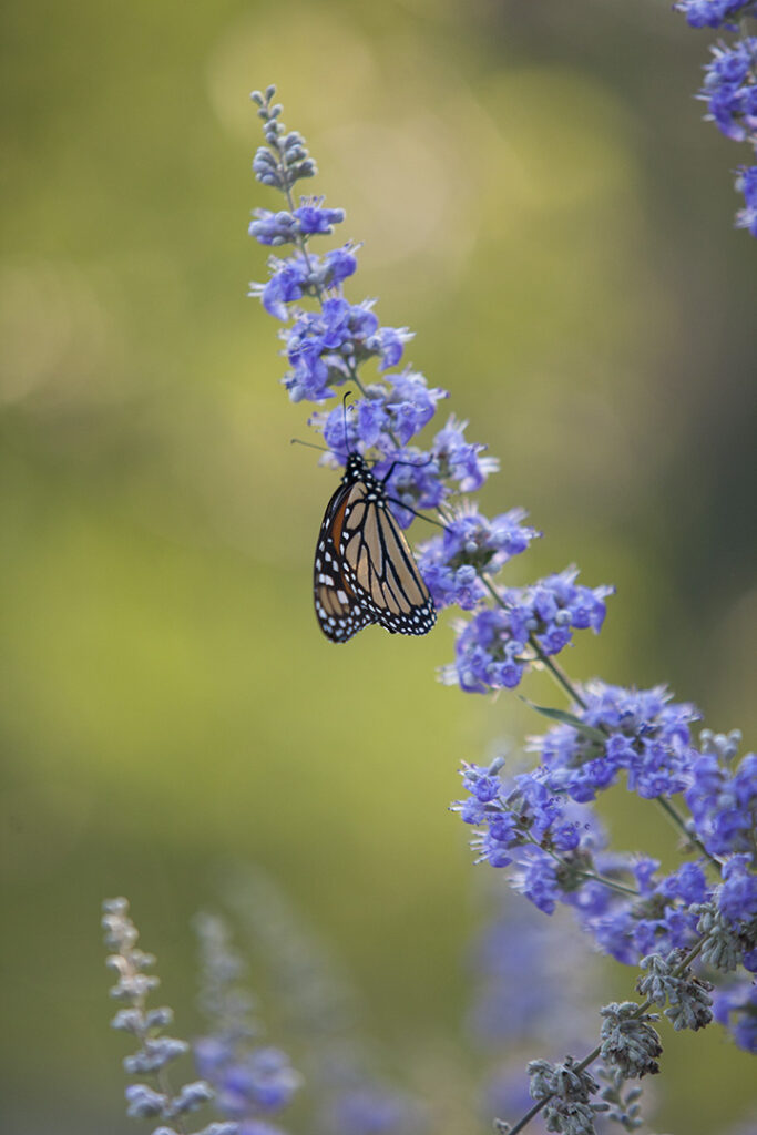 Butterfly on vine - straight out of camera by stacey Natal