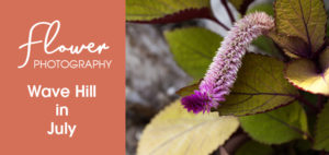ARtist Date - Flower Photography - Wave Hill in July