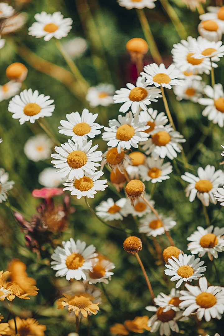 daisies