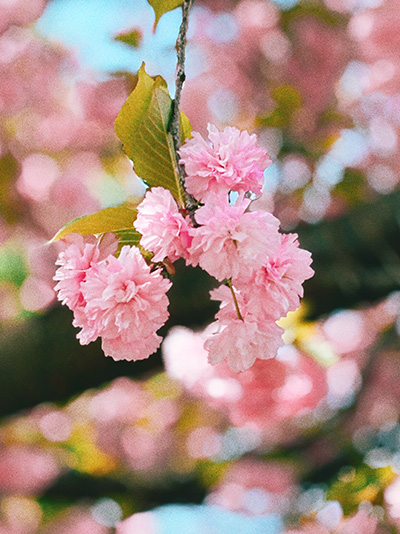 pinkflowers